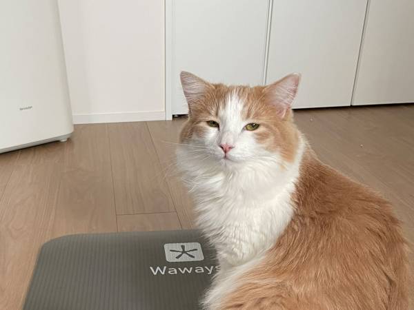 筋トレをしようとマットを敷くと…？　無言の圧力に「笑った」「かわいい」