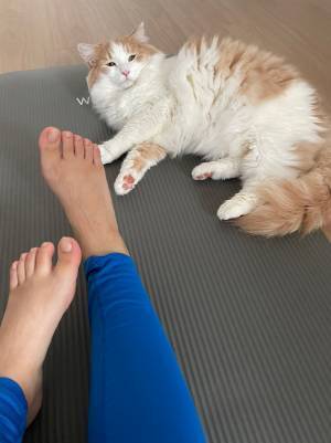 筋トレをしようとマットを敷くと…？　無言の圧力に「笑った」「かわいい」