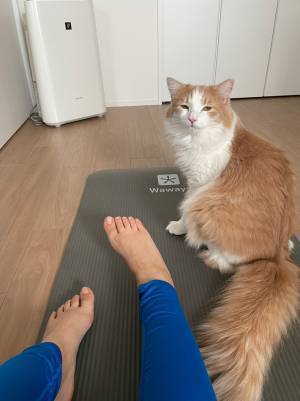 筋トレをしようとマットを敷くと…？　無言の圧力に「笑った」「かわいい」