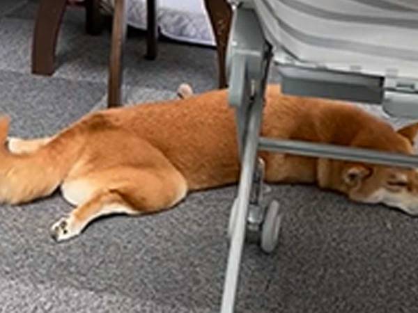 「どんな夢見てるの？」　眠る柴犬を映した４秒の動画に癒される