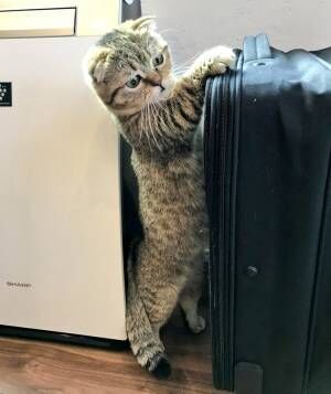 スーツケースを前にした猫が…　「ファスナー探してる？」「賢そう！」