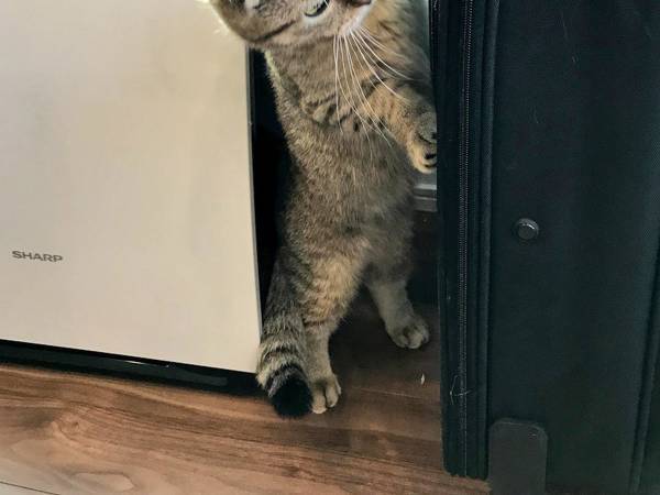 スーツケースを前にした猫が…　「ファスナー探してる？」「賢そう！」