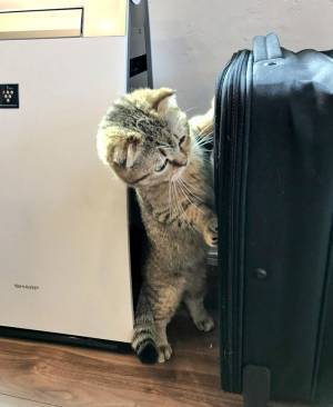 スーツケースを前にした猫が…　「ファスナー探してる？」「賢そう！」