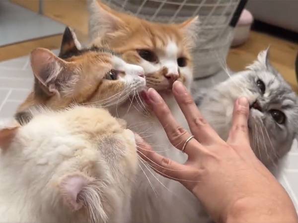 １２秒の猫動画にキュン！　４匹の猫に『CIAOちゅ～る』を与えるには？