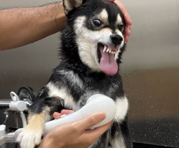 シャワーが大嫌いな柴犬　『今年一番のキレ顔』に「笑いすぎて腹が痛い」「最高の顔」