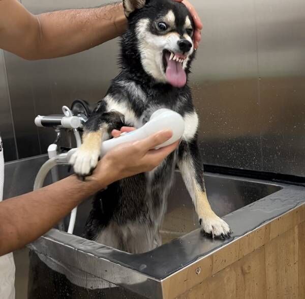シャワーが大嫌いな柴犬 今年一番のキレ顔 に 笑いすぎて腹が痛い 最高の顔 22年9月3日 ウーマンエキサイト 1 2