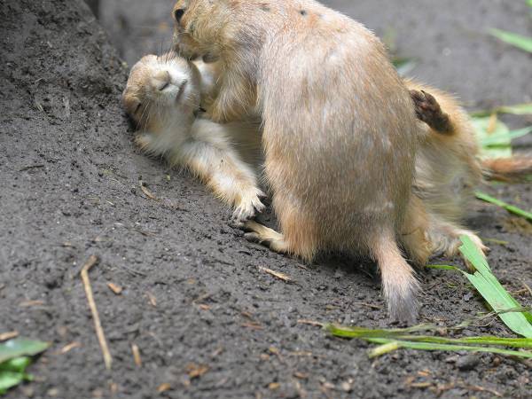 「洋画のワンシーンだ」「これは新しいドラマの予感…！」　プレーリードッグの『奇跡の１枚』にクスッ