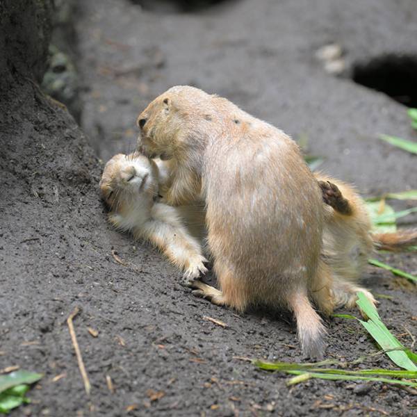 「洋画のワンシーンだ」「これは新しいドラマの予感…！」　プレーリードッグの『奇跡の１枚』にクスッ