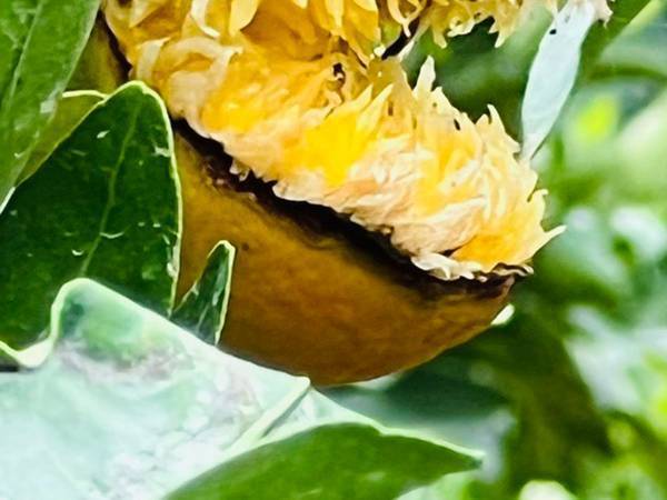 めっちゃこわいミカンが目撃される　農園が投稿した１枚に１１万『いいね』