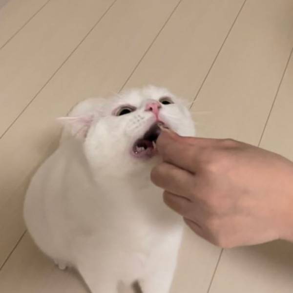 「めちゃくちゃ不機嫌になっている」　飼い主が激写した猫の表情が？