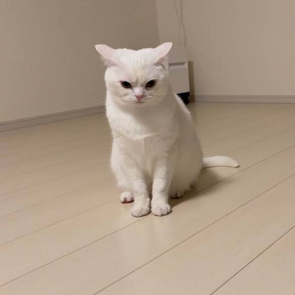 「めちゃくちゃ不機嫌になっている」　飼い主が激写した猫の表情が？