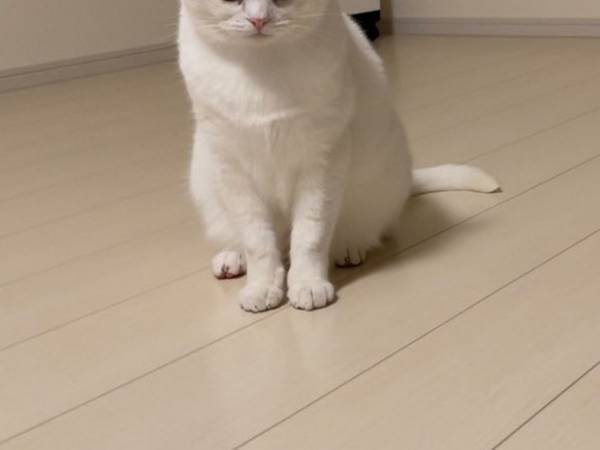「めちゃくちゃ不機嫌になっている」　飼い主が激写した猫の表情が？