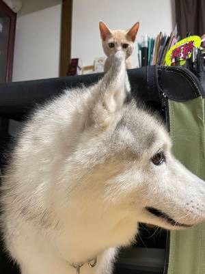 シベリアンハスキーを虎視眈々と狙う猫が？　「可愛い～！」「癒されました」