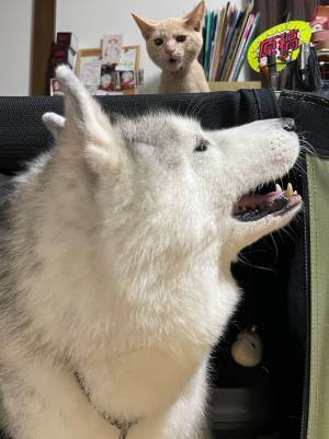 シベリアンハスキーを虎視眈々と狙う猫が？　「可愛い～！」「癒されました」