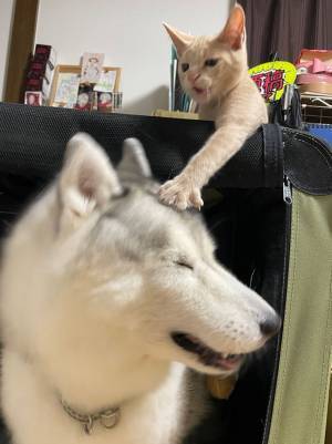 シベリアンハスキーを虎視眈々と狙う猫が？　「可愛い～！」「癒されました」