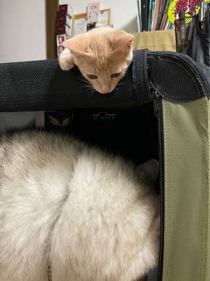 シベリアンハスキーを虎視眈々と狙う猫が？　「可愛い～！」「癒されました」