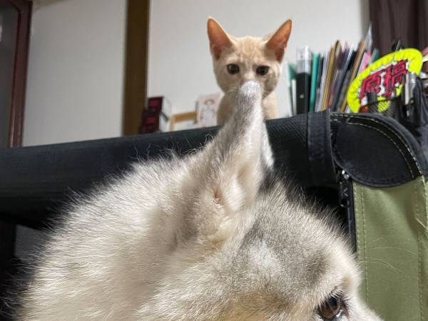 シベリアンハスキーを虎視眈々と狙う猫が？　「可愛い～！」「癒されました」