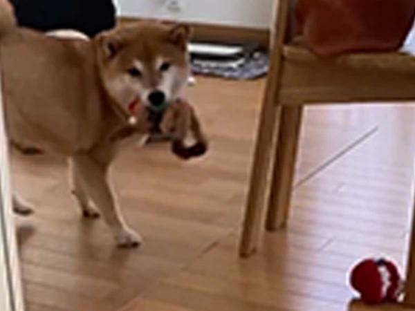 おもちゃを飼い主に見せる柴犬　ハプニングに焦る姿がかわいすぎ