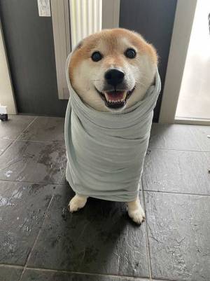 雨の中散歩に出かけた柴犬　帰宅後の姿に「かわいすぎる」「いい笑顔」