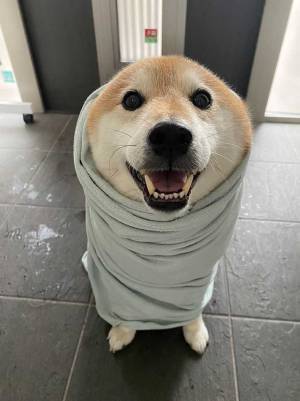 雨の中散歩に出かけた柴犬　帰宅後の姿に「かわいすぎる」「いい笑顔」