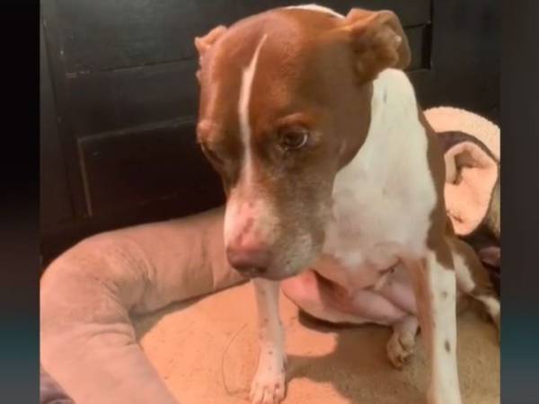 相棒を失って悲しむ犬　新たな家族が来ると…？　「泣いてしまった」