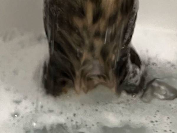 マンチカンをお風呂に入れた結果？　猫を卒業して、もはや別の姿に…