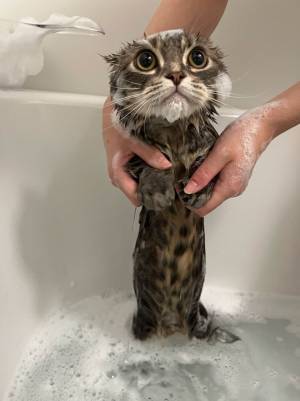 マンチカンをお風呂に入れた結果？　猫を卒業して、もはや別の姿に…