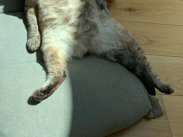 捨てられていたところを保護された猫　１年経った現在の姿に、笑みがこぼれる！