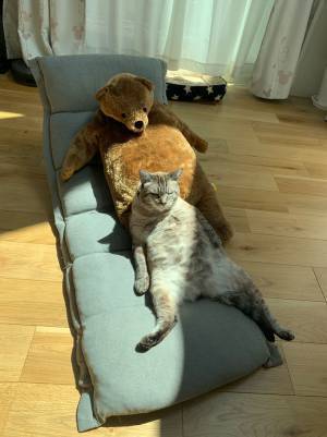 捨てられていたところを保護された猫　１年経った現在の姿に、笑みがこぼれる！