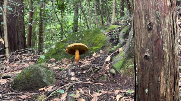 「巨大！」「合成かと思った」　山中で目にしたキノコが？