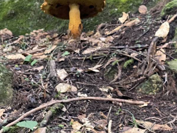 「巨大！」「合成かと思った」　山中で目にしたキノコが？