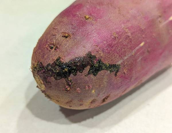 サツマイモに『黒いシミ』　泥汚れかと思いきや？　「知らなかった！」「役立つ情報」