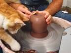 陶芸の邪魔をしまくる猫　しまいには飼い主が？
