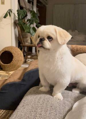 飼い主が『待て』というと…？　舌を出したまま、我慢する犬がかわいすぎた