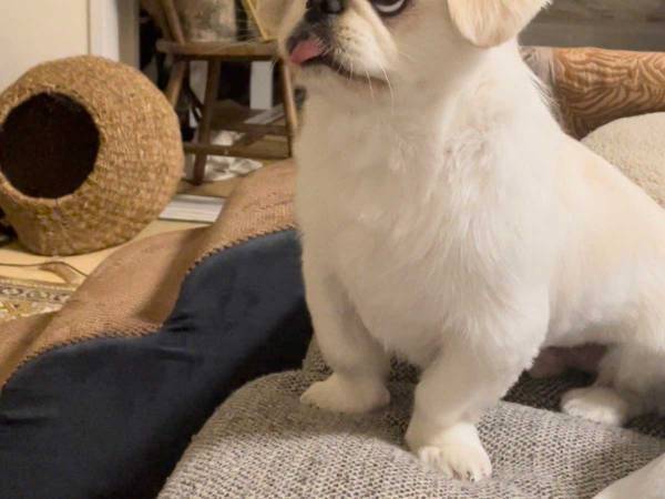 飼い主が『待て』というと…？　舌を出したまま、我慢する犬がかわいすぎた