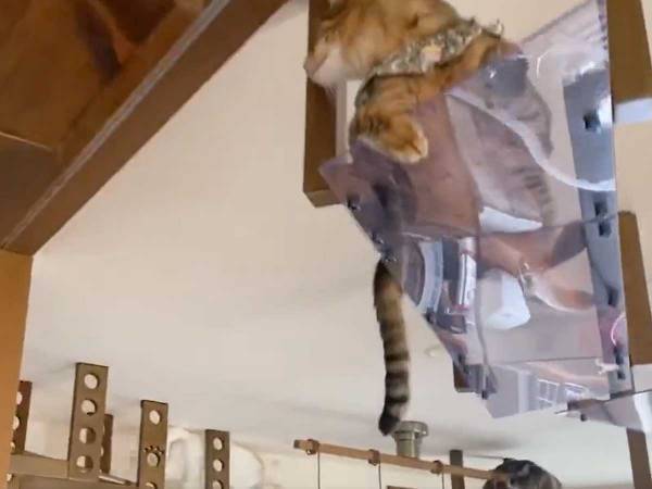 猫「やっべ！忘れてた！！」　突如『用事』を思い出した猫に、周囲がびっくり