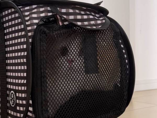 「開放感がすごい」「かわいい」　引っ越しとは知らない猫　不安そうな表情を浮かべていて…？