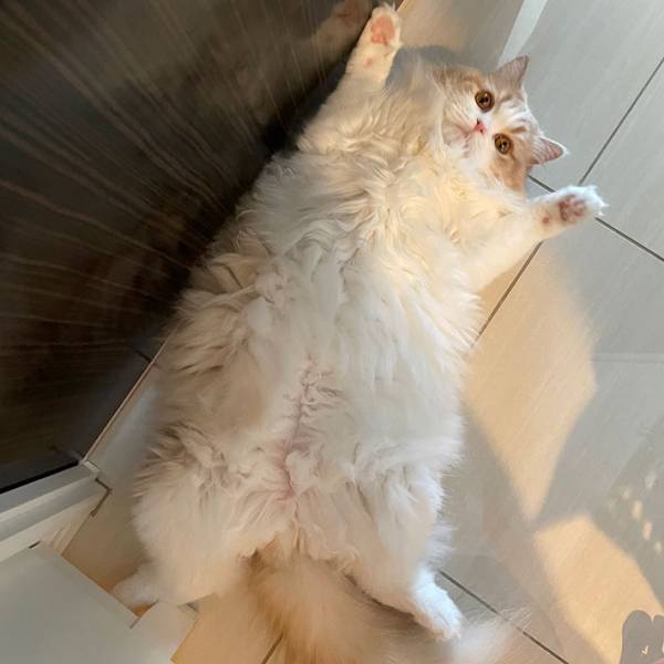 「開放感がすごい」「かわいい」　引っ越しとは知らない猫　不安そうな表情を浮かべていて…？