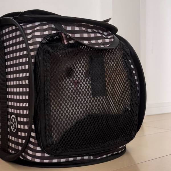 「開放感がすごい」「かわいい」　引っ越しとは知らない猫　不安そうな表情を浮かべていて…？