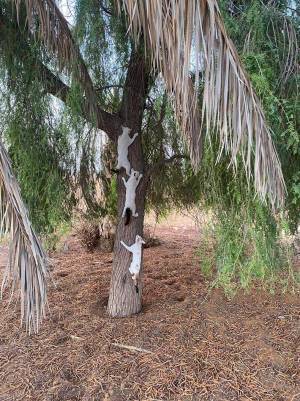 変わったルーティン！　木につかまる猫がかわいすぎる