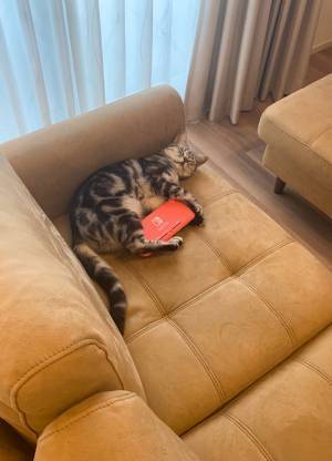 帰宅したら、ソファーで猫が熟睡　抱いていたものにキュン！