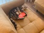 帰宅したら、ソファーで猫が熟睡　抱いていたものにキュン！