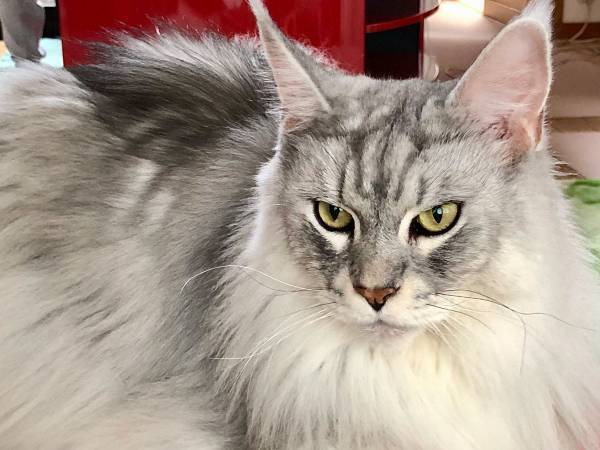 猫のビフォーアフターが衝撃的！　飼い主「面影、木っ端微塵」