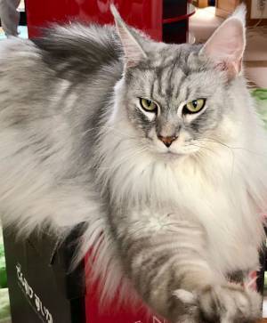 猫のビフォーアフターが衝撃的！　飼い主「面影、木っ端微塵」