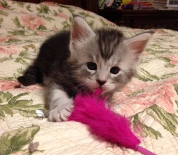 猫のビフォーアフターが衝撃的！　飼い主「面影、木っ端微塵」