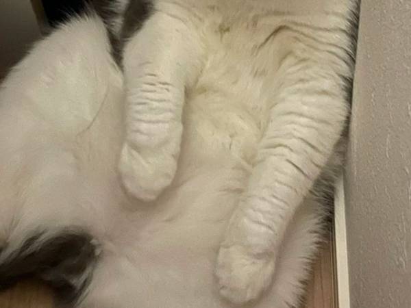 愛猫が見当たらず、半泣きで探してたら…　発見時の姿にツッコミ不可避