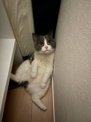 愛猫が見当たらず、半泣きで探してたら…　発見時の姿にツッコミ不可避