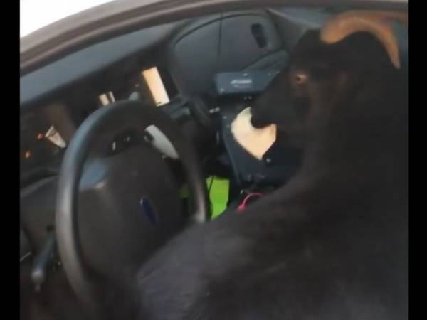 パトカーに侵入した『不届き者』　犯行の動画に「面白すぎる」「大笑いした」