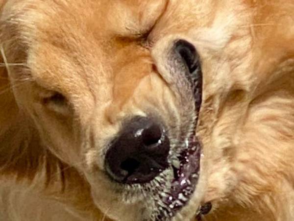 奇跡の１枚に腹筋崩壊！　かわいい表情を撮影したかっただけなのに…