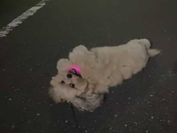 犬「もう歩けないよ～」とアピールしていたのに？　正直者な犬の姿に癒される